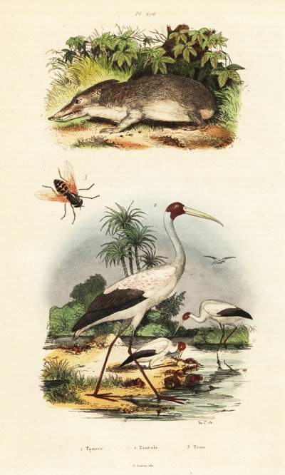 Tenrec, gólya és lólégy.,1834-1839 (metszet) alkotó: Unbekannter Künstler