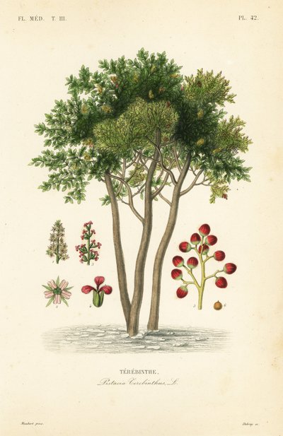 Terebinth vagy terpentinfa, Pistacia terebinthus, Terebinthe alkotó: Unbekannt