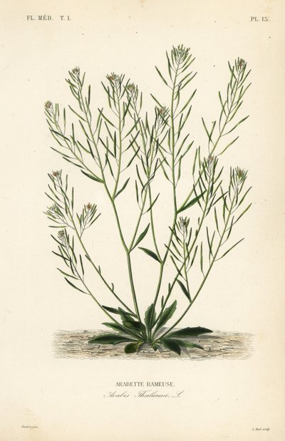 Thale zsázsa, egérfülű zsázsa vagy arabidopsis, Arabidopsis thaliana, Arabis thaliana, Arabette rameuse alkotó: Unbekannt