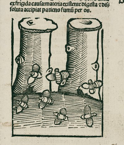 Die Biene von Unbekannt