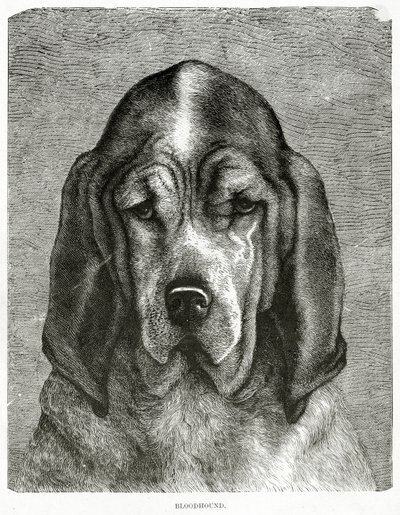 A véreb. 1902 (litó) alkotó: Unknown