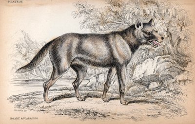A Chenu Fox vagy a brazil róka, Lycalopex vetulus - Charles Hamilton Smith ezredes litográfiája a Naturalist
