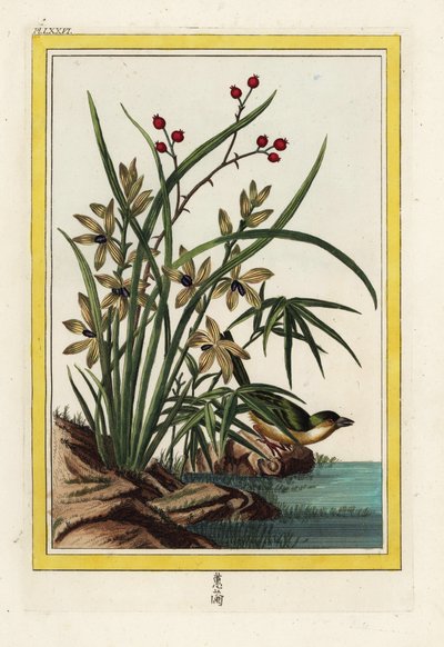 A kínai Elleborin. Helleborine orchidea, Cephalanthera longifolia. Pierre Joseph Buchoz kézzel készített színes metszete "Értékes és illuminált gyűjtemény a legszebb és legkülönösebb virágokról, amelyeket mind a kínai, mind az európai kertekben termesztene alkotó: Unbekannter Künstler