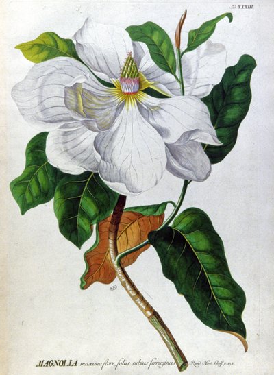 A Magnolia alkotó: Unbekannter Künstler