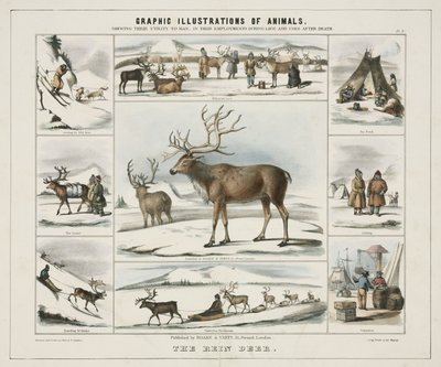 „The Rein Deer”, 1845 alkotó: Unbekannt