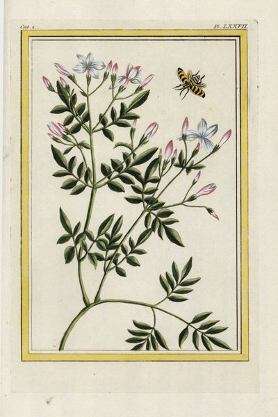A spanyol jázmin. Spanyol jázmin, Jasminum grandiflorum. Kézi színes metszet Pierre Joseph Buchoz "Értékes és illuminált gyűjtemény a legszebb és legkülönösebb virágokról, amelyeket mind a kínai, mind az európai kertekben termesztenek, Párizsban. alkotó: Unbekannter Künstler