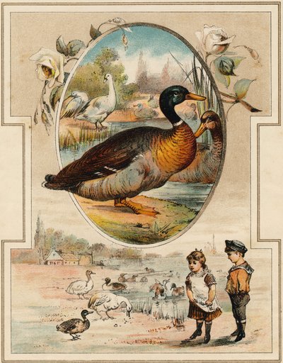 A kacsa. Metszet "Mon premier Grand Alphabet"-ben. Bernardin-Bechet kiadás, Párizs, 1890 körül. Illusztrációi: A. des Lilleuls. Oldal nélkül, 46 oldal. Mérete: 31x22 cm. alkotó: Unbekannt