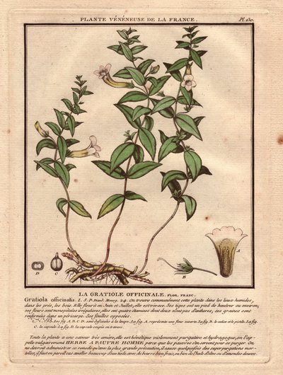 A gratiole officinale (Gratiola officinalis). Vénás növény, a növény, a szár, a levelek, a virágok és a gyökerek leírása. A kehely, a porzó és a kapszula részletei. Eau forte en couleurs 18. század, in Herbier de la France (1780-1793), rajz, metszet és p alkotó: Unbekannter Künstler