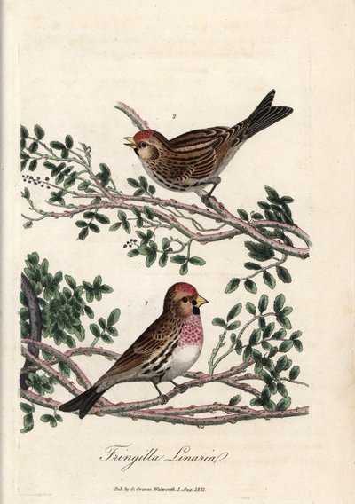 A sizerin vagy kis linotte. George Graves színes rézmetszete a British Ornithology-ban. alkotó: Unbekannter Künstler