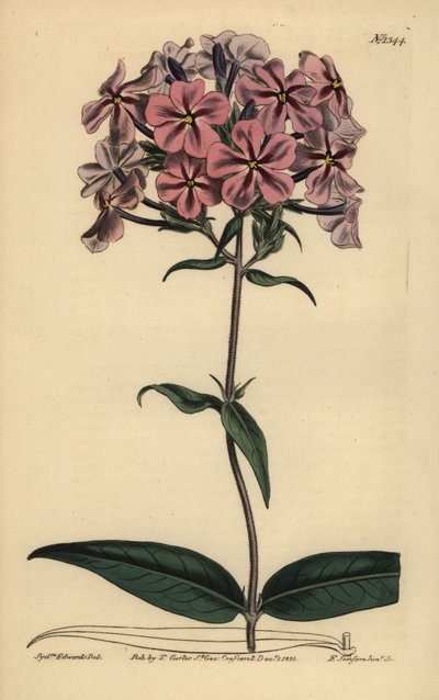 Vastaglevelű flox, Phlox carolina (durva szárú lychnidea) alkotó: Unbekannt