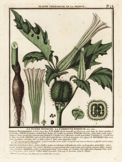 Tövis alma, Datura stramonium. alkotó: Unbekannter Künstler