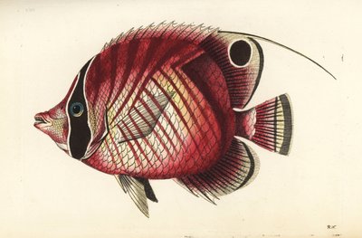 Cérnametsző pillangóhal, Chaetodon auriga (Vörös csíkos cérnametsző, Chaetodon setifer). Az illusztrációt Richard Polydore Nodder rajzolta és metszette. Kézzel színezett rézmetszet George Shaw és Frederick Nodder The Naturalist