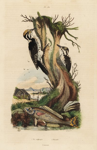 Háromujjú harkály, Picoides tridactylus 1 és picarel, Spicara smaris 2. Pic tridactyle, picarel alkotó: Unbekannt