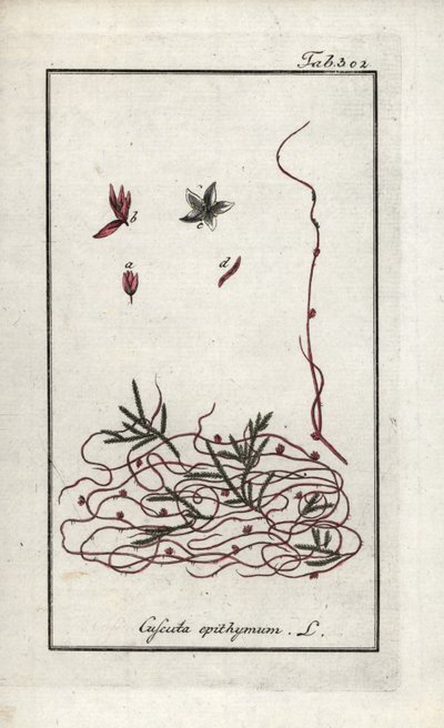 Kakukkfű- vagy kisvirágú kakukkfű (Cuscuta epithymum). Litográfia Johannes Zorn (1739-1799) "Afbeelding der Artseny-Gewassen" című művéből, Hollandia. alkotó: Unbekannter Künstler