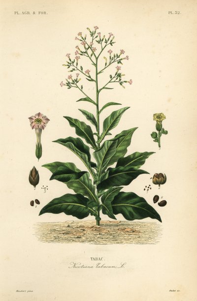 Dohánynövény, Nicotiana tabacum, Tabac alkotó: Unbekannt