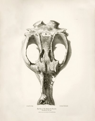 Toxodon Crane, egy őskori állat, amelyet Charles Darwin az uruguayi Montevideo közelében talált a Beagle fedélzetén tett felfedezőútja során. A H.M.S. Beagle Fitzroy kapitány parancsnoksága alatt 1832 és 1836 között tett útjának zoológiája szerkesztette és alkotó: Unbekannter Künstler