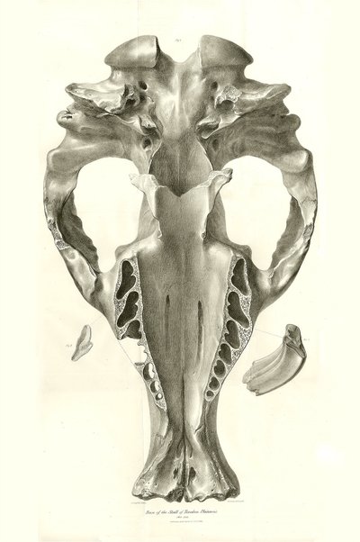Toxodon Crane, egy őskori állat, amelyet Charles Darwin az uruguayi Montevideo közelében talált a Beagle fedélzetén tett felfedezőútja során. A H.M.S. Beagle Fitzroy kapitány parancsnoksága alatt 1832 és 1836 között tett útjának zoológiája szerkesztette és alkotó: Unbekannter Künstler