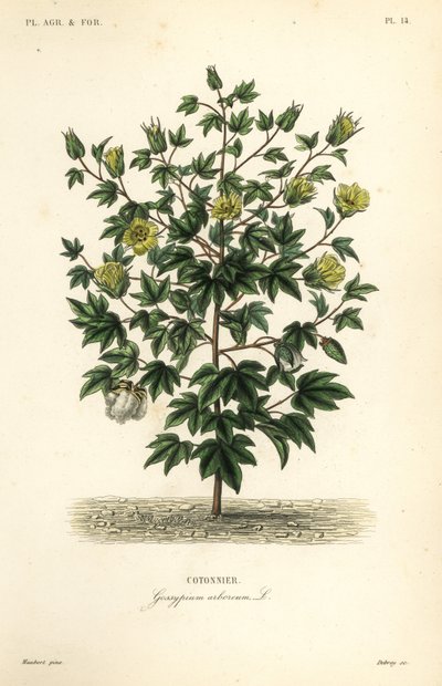 Fagyapot, Gossypium arboreum, Cotoninier alkotó: Unbekannt