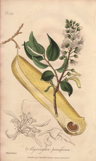 Lázfa (Myroxylon peruiferum) - Erős víz William Clarke által, John Stephenson és James Morss Churchill "Medical Botanical, Description of the Medicinal Plants of London, Edinburgh and Dublin" című művének illusztrálására, melyet Londonban adott ki John Chu alkotó: Unbekannter Künstler