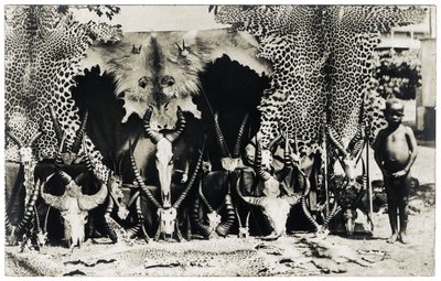 Trófeák, 1910 körül (f/w fotó) alkotó: Unbekannter Künstler