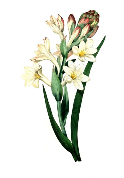 Tuberózsa, Agave amica (Agave polianthes), egy 18. századi eredeti mű digitális reprodukciója. alkotó: Unbekannter Künstler