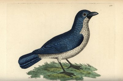 Turati boubou, Laniarius turatii (kék gébics, Lanius bicolor). Az illusztrációt Richard Polydore Nodder rajzolta és metszette. Kézzel színezett rézmetszet George Shaw és Frederick Nodder The Naturalist