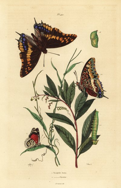 Kétfarkú pasa vagy rókacsászár, Charaxes jasius, bábával és hernyójával 1, valamint Cramer nyolcvannyolc pillangójával, Diaethria clymena 2 alkotó: Unbekannt