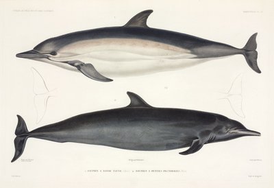 Kétféle delfin alkotó: Unbekannter Künstler