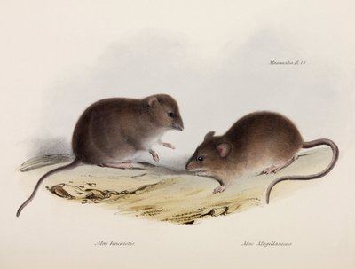Kétféle egér, Dél-Amerika, 1832-1836 alkotó: Unbekannt