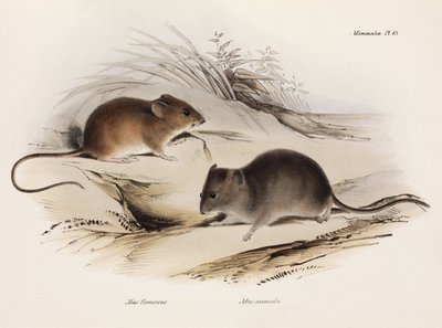 Kétféle egér, Dél-Amerika, 1832-1836 alkotó: Unbekannt