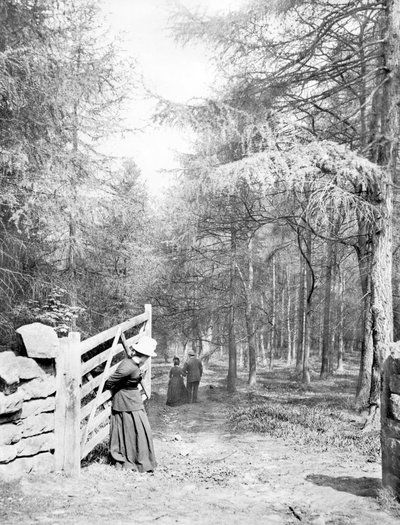 Egyesült Királyság: Eaton Woods, c1890 alkotó: Unbekannt