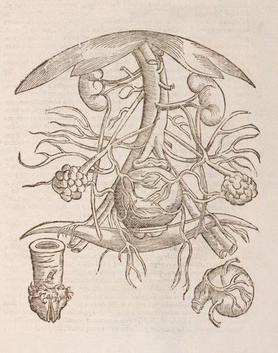 Uterus orificium internum ostendens alkotó: Unbekannt