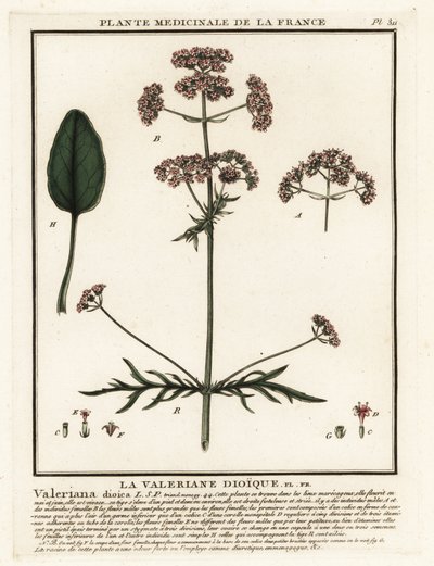 Valerian, Valeriana dioica. alkotó: Unbekannter Künstler