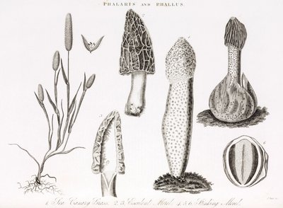 Különféle fű és vízi phallus des champignons morille alkotó: Unbekannt