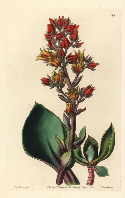 Echeveria változata (Amerika zamatos növénye) - Éles levelű Echeveria, Echeveria acutifolia. George Barclay kézzel készített rézmetszete Miss Sarah Drake illusztrációja után az Edwards