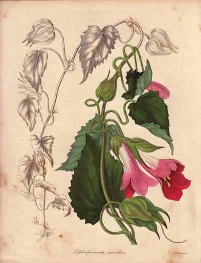 A Lophospermum (L.Scandens) változata, rózsaszín és lila virágokkal kúszó. Bates úr által felfedezett faj, Mexikó bokraiban igen elterjedt. Ezt a növényt Charles Tayleure gyűjteményében termesztették, és jelen volt a lívi botanikus kertben. alkotó: Unbekannter Künstler