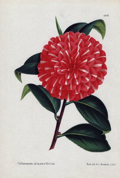A Caprioli nevű hibrid kaméliák fehérrel csíkozott piros virágú változata (Camellia japonica, Thea japonica). Illusztráció: P. de Pannemaeker, litográfia: L. Stroobant, Gent (Belgium), megjelent a L