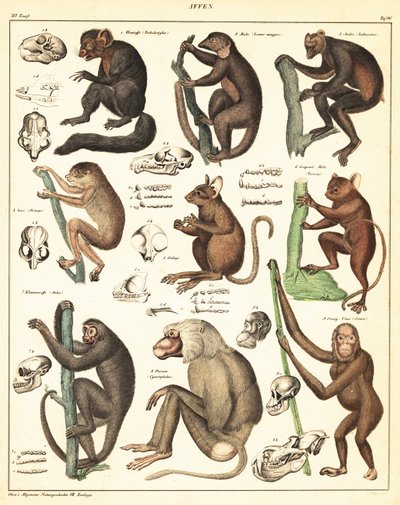 Varieties of apes. ,1841 (lithograph)   1409537   hu       hungarian Successfully Translated  Original: Landschaft bei Kalksburg Translat: Landschaft bei Kalksburg 1346424 hu hungarian Successfully Translated Original: Onthoofding van Johannes de Doper Tra alkotó: Unbekannter Künstler