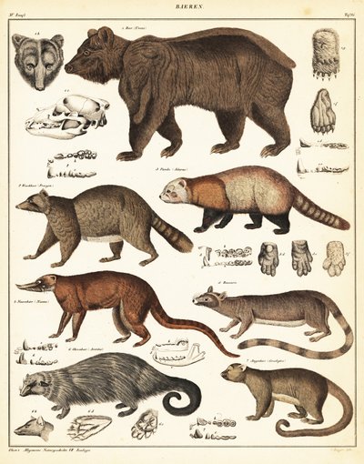 Medvefajták, 1841 (kőnyomat) alkotó: Unbekannter Künstler