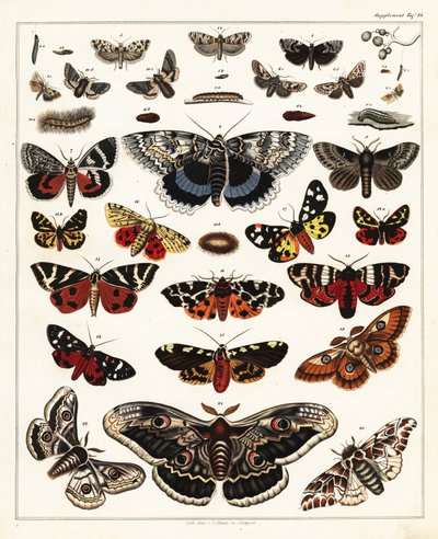 Pillangók, lepkék stb. fajtái, 1841 (kőnyomat) alkotó: Unbekannter Künstler