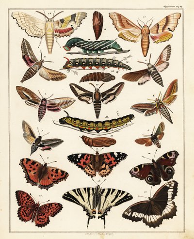 Varieties of butterflies, moths, etc.,1841 (lithograph)   1409536   hu       hungarian Successfully Translated  Original: Landscape with a Village Church Translat: Landscape with a Village Church 1230841 hu hungarian Successfully Translated Original: De as alkotó: Unbekannter Künstler