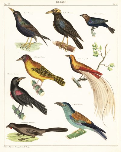 Egzotikus madarak fajtái. ,1841 (kőnyomat) alkotó: Unbekannter Künstler
