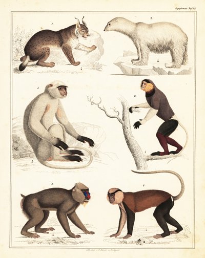 Az emlősök fajtái. ,1842 (kőnyomat) alkotó: Unbekannter Künstler