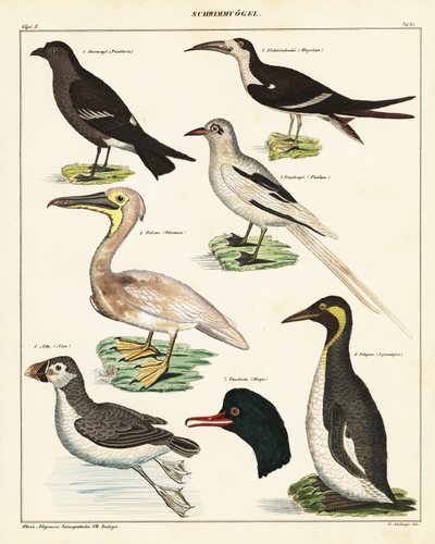 Tengeri madarak fajtái. ,1841 (kőnyomat) alkotó: Unbekannter Künstler