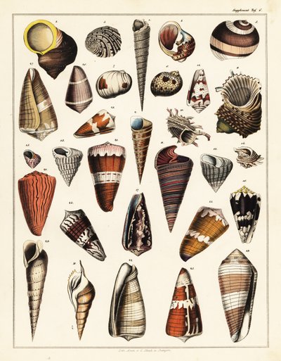 Kagylófajták, puhatestűek.,1841 (kőnyomat) alkotó: Unbekannter Künstler
