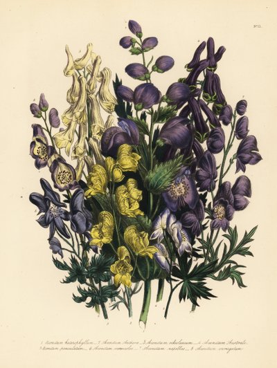 Különböző levelű galagonya, Aconitum heterophyllum, sárga galagonya, A. anthora, halványsárga galagonya, A. ochroleucumum, kárpáti bíbor farkasboroszlán, pánikfű, A. paniculatum, A. versicolor, közönséges galagonya, A. napellus és A. variegatum. Handf alkotó: Unbekannter Künstler