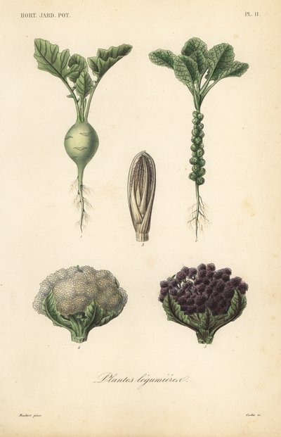 Zöldségek, Plantes legumieres alkotó: Unbekannt