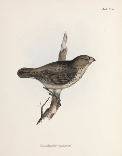 Vegetáriánus pinty, Galápagos-szigetek, 1832-1836 alkotó: Unbekannt