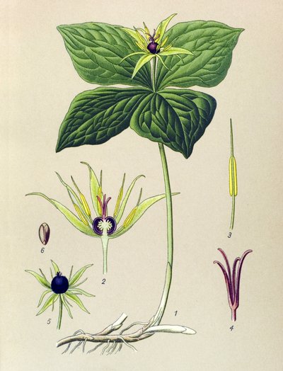 Mérgező növény (mérgező): Négylevelű párizsi (Paris quadrifolia) alkotó: Unbekannter Künstler