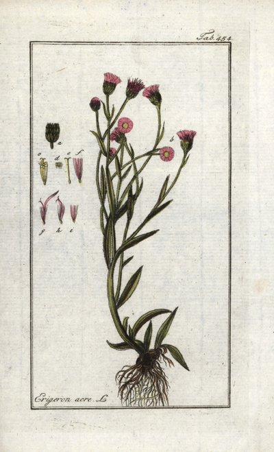 Vergerette acre (Erigeron acris). Johannes Zorn (1739-1799) "Artseny-Gewassen képe" című litográfiája, Hollandia. alkotó: Unbekannter Künstler